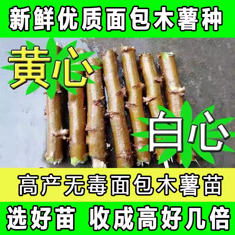 黄肉木薯种苗广西新鲜红皮白心白肉木薯茎黄心木薯可签包回收