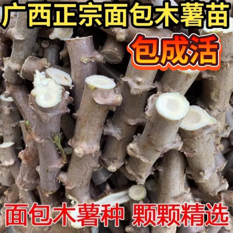 黄肉木薯种苗广西新鲜红皮白心白肉木薯茎黄心木薯可签包回收