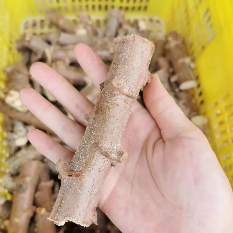 黄肉木薯种苗广西新鲜红皮白心白肉木薯茎黄心木薯可签包回收