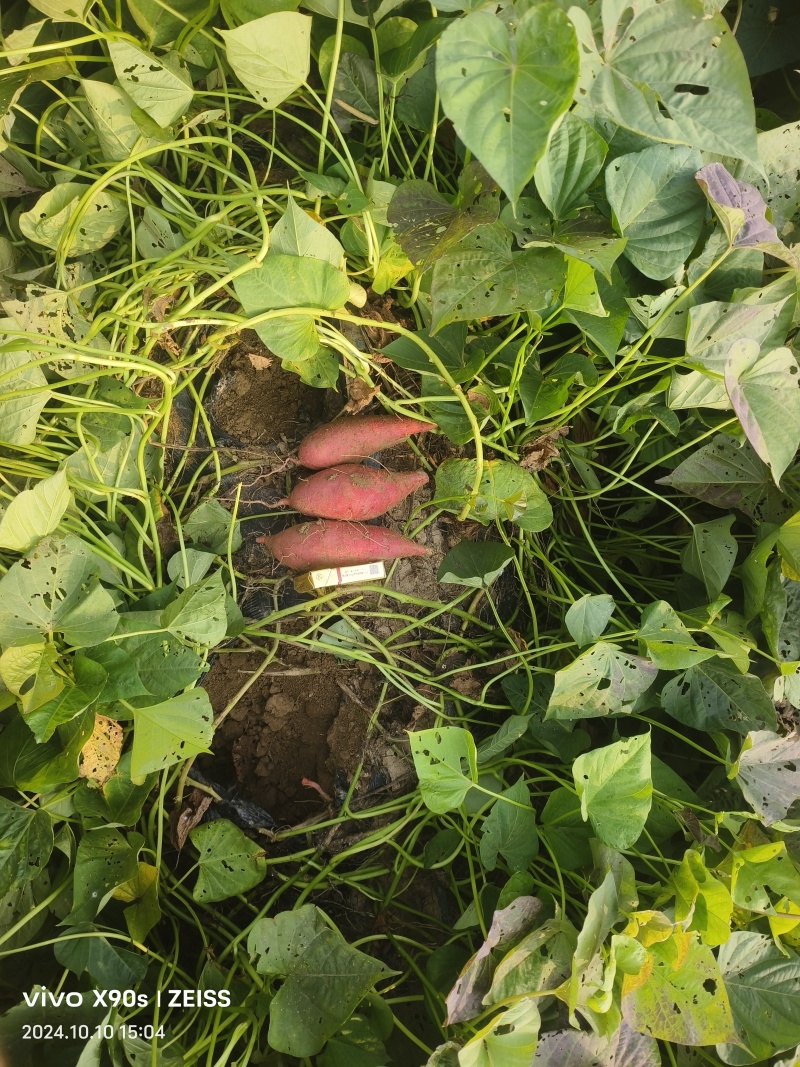 红薯