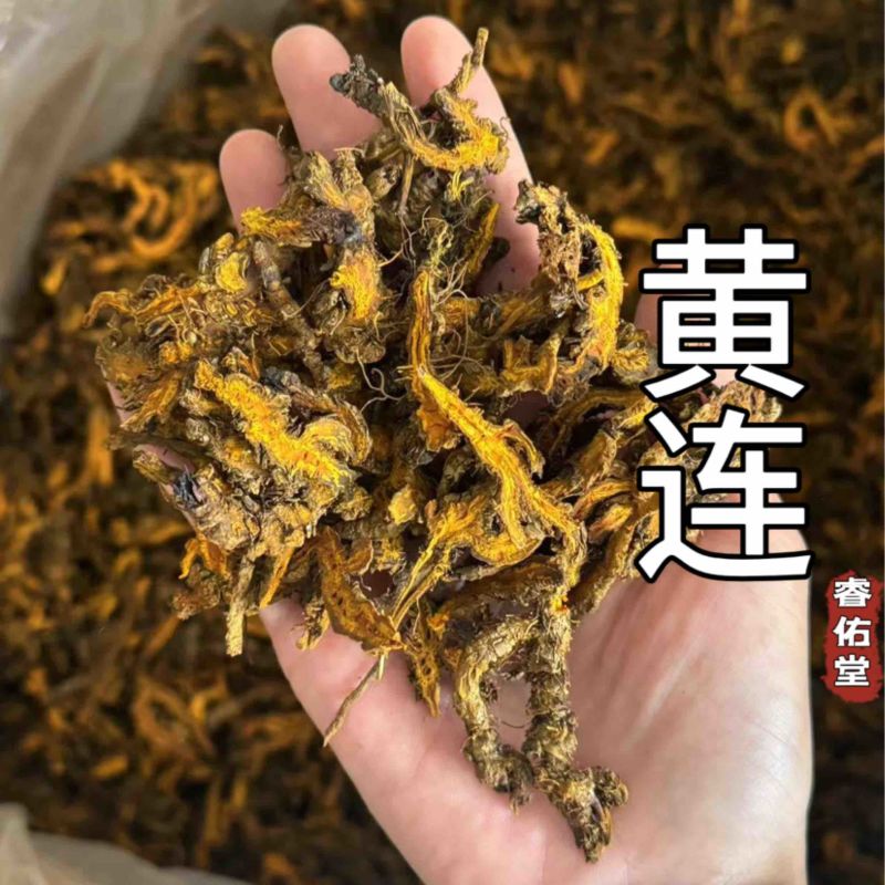 黄连正品黄连片黄莲鸡爪黄莲黄连个实物拍摄单支连