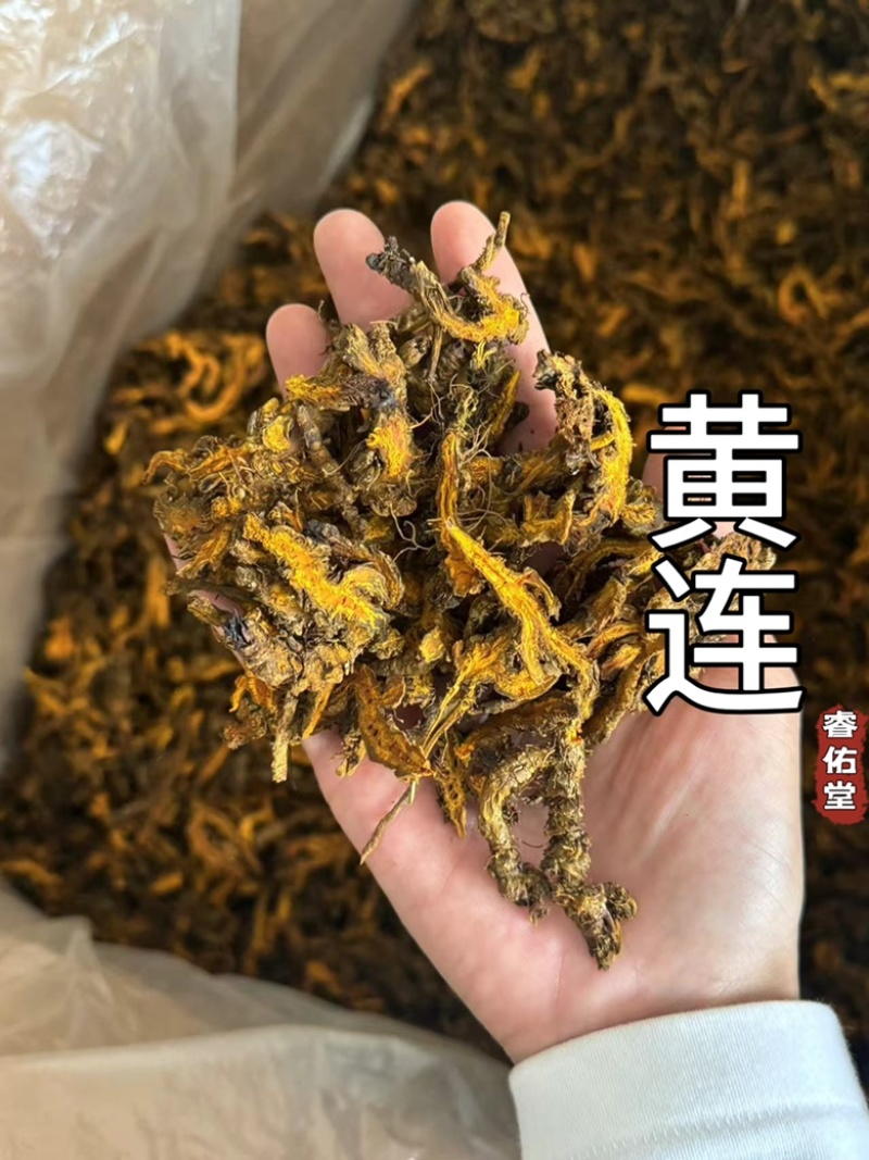黄连正品黄连片黄莲鸡爪黄莲黄连个实物拍摄单支连