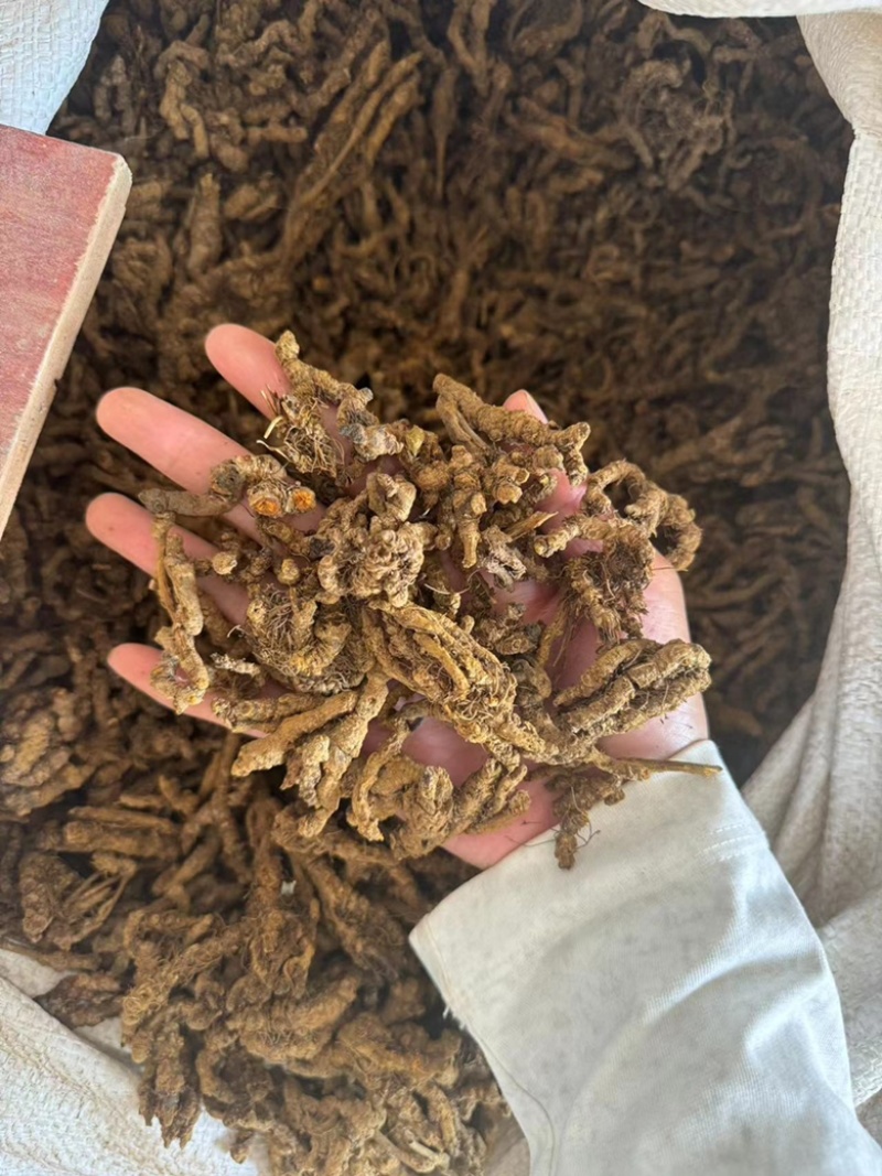 黄连正品黄连片黄莲鸡爪黄莲黄连个实物拍摄单支连