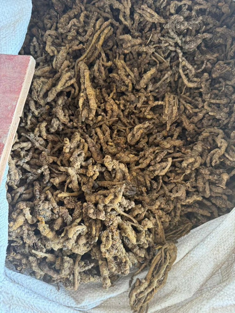 黄连正品黄连片黄莲鸡爪黄莲黄连个实物拍摄单支连