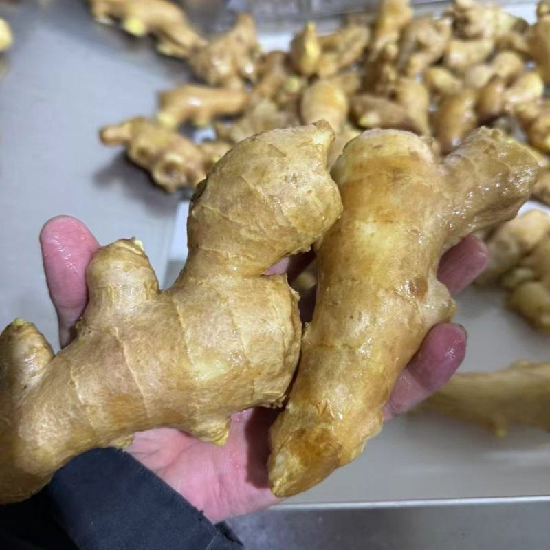 姜母大量供应