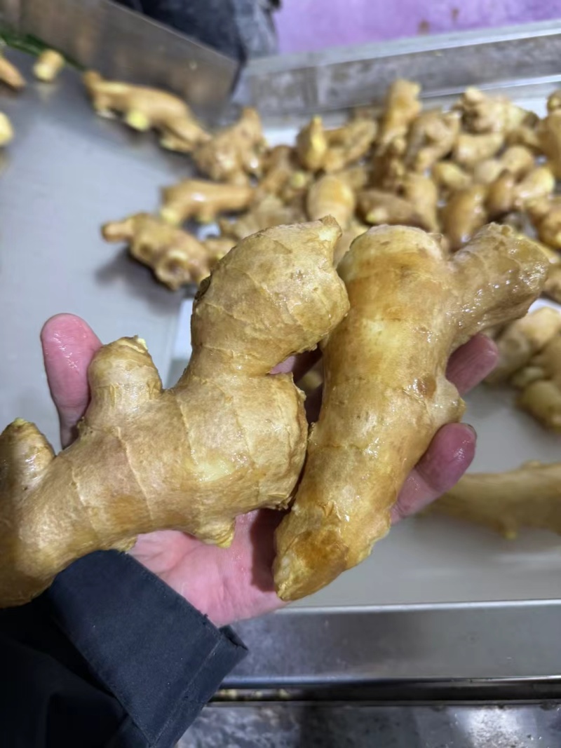 姜母大量供应