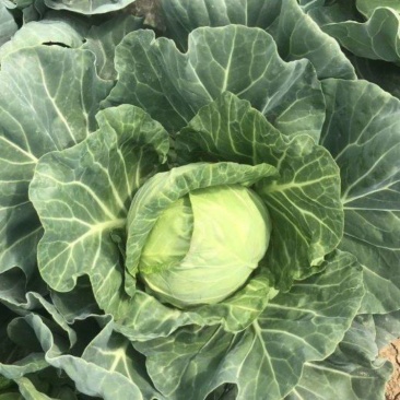 湖北精品圆包菜甘蓝大量上市品质保证量大从优
