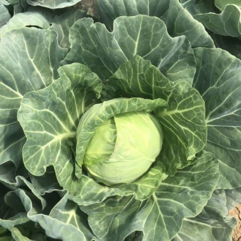 湖北精品圆包菜甘蓝大量上市品质保证量大从优