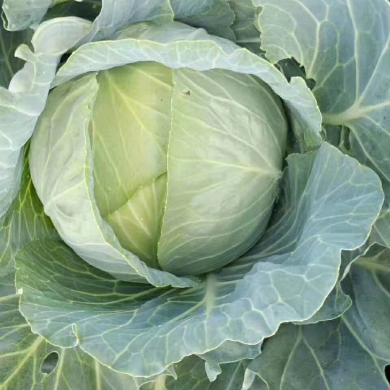 湖北精品扁包菜大量上市品质保证一手货源量大从优