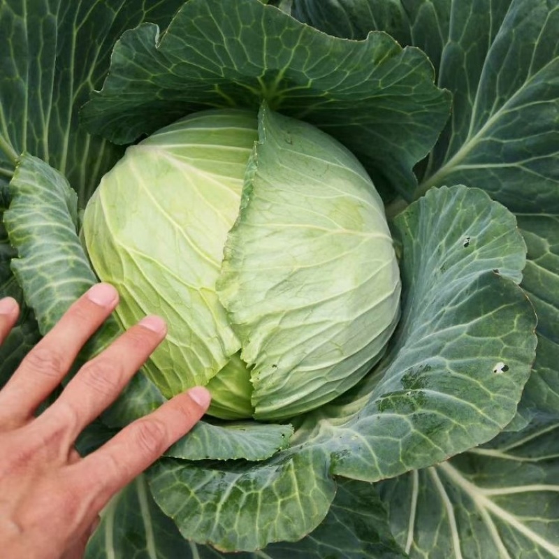 湖北精品扁包菜大量上市品质保证一手货源量大从优