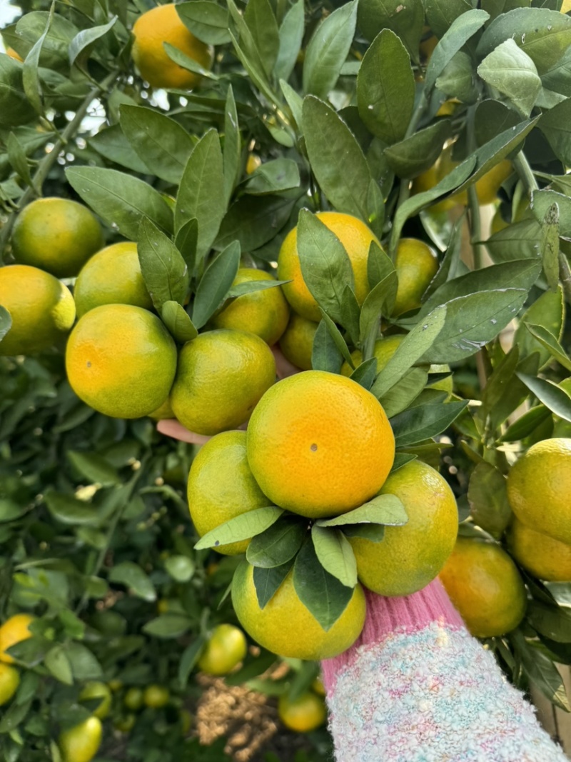高山蜜橘薄皮化渣店铺批发商超出口诚信经营