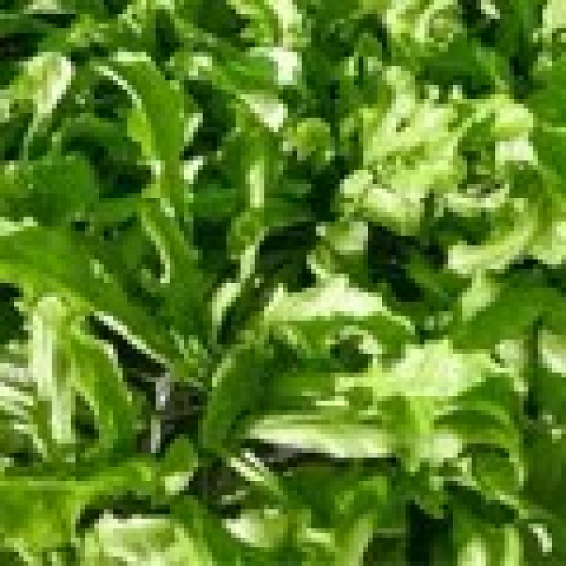 2024年新鲜荠菜欢迎采购支持团购电商代发工厂大量采购