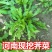 2024年新鲜荠菜欢迎采购支持团购电商代发工厂大量采购