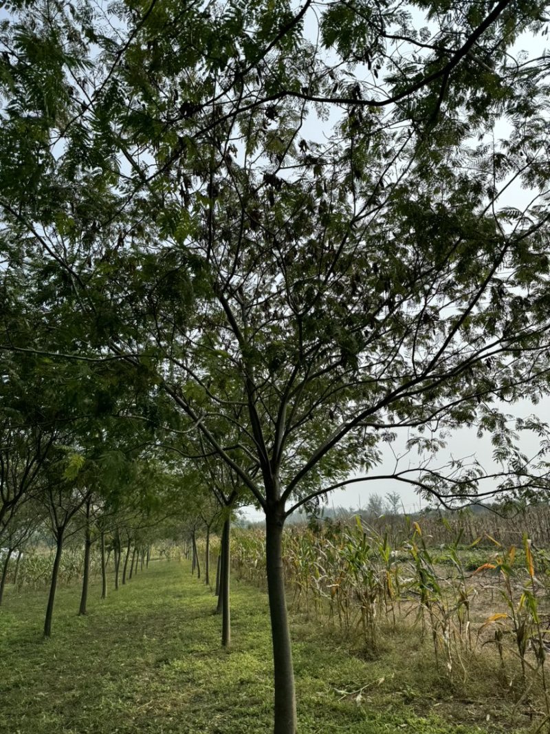 合欢精品合欢杆直帽园量大从优，需要的联系量大从优