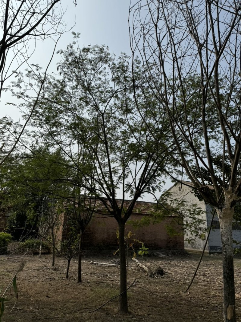 合欢精品合欢杆直帽园量大从优，需要的联系量大从优