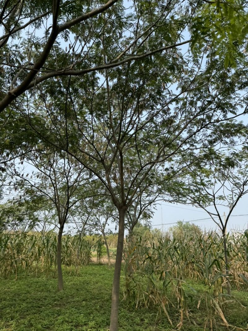 合欢精品合欢杆直帽园量大从优，需要的联系量大从优