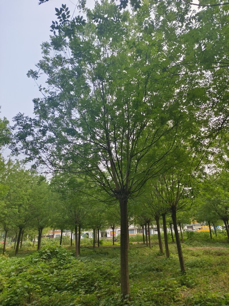 供应12/15/18/20公分国槐照片保质保量，价格优惠