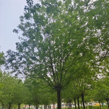 供应12/15/18/20公分国槐照片保质保量，价格优惠