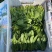 菠菜大叶菠菜火锅菠菜一手货源品质保证可视频欢迎下单