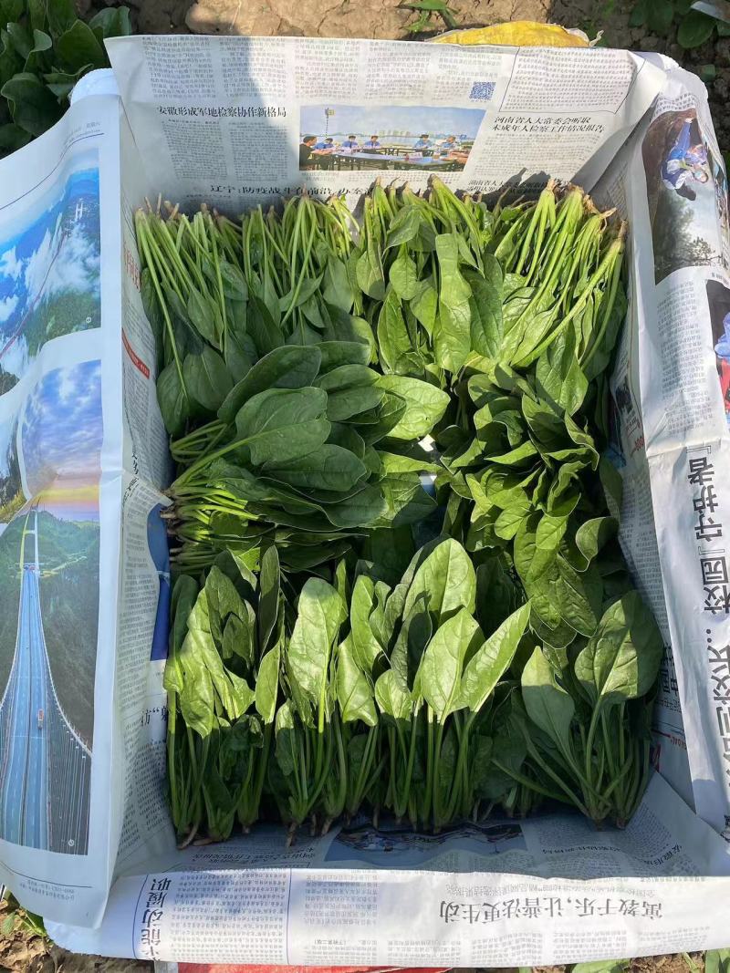 菠菜大叶菠菜火锅菠菜一手货源品质保证可视频欢迎下单