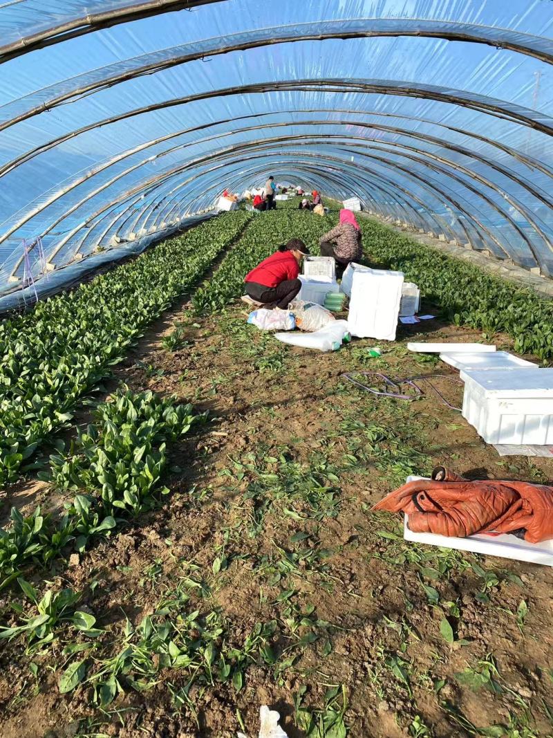 菠菜大叶菠菜火锅菠菜一手货源品质保证可视频欢迎下单