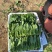 菠菜大叶菠菜火锅菠菜一手货源品质保证可视频欢迎下单
