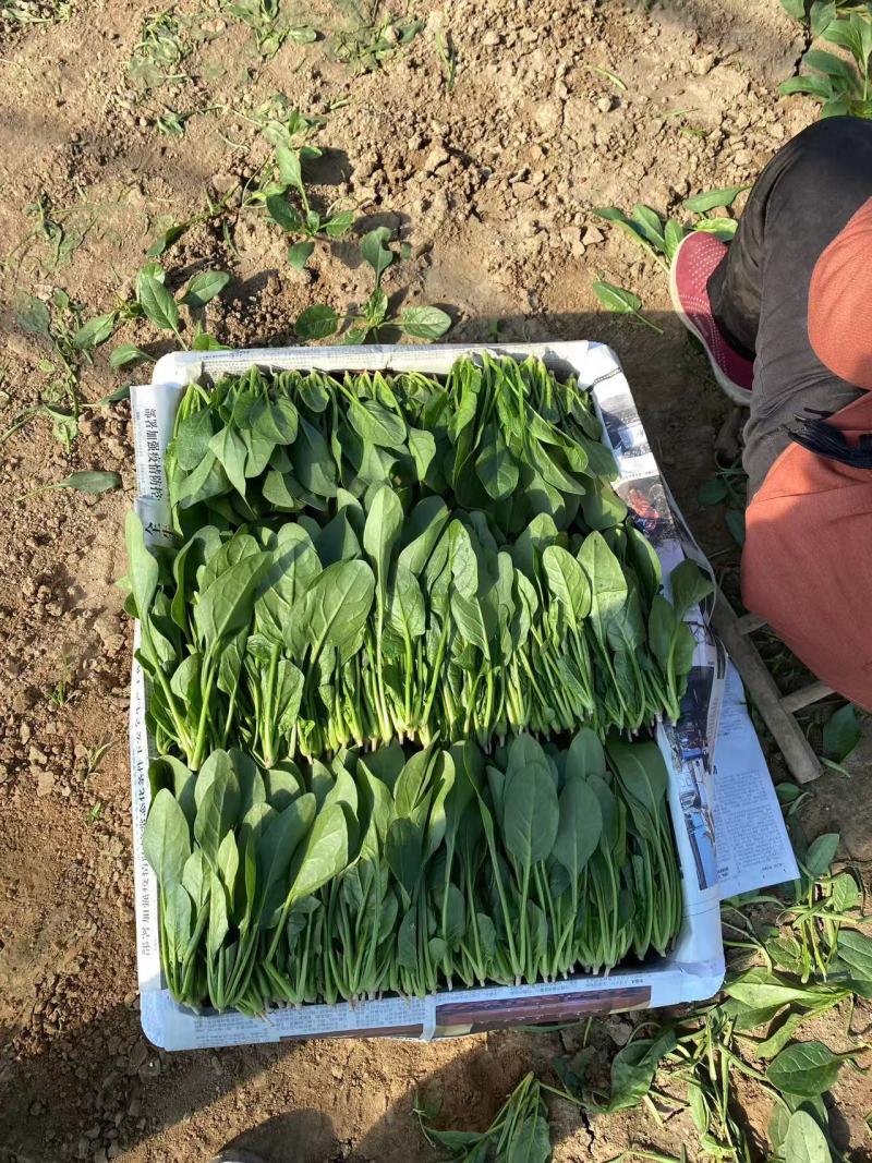 菠菜大叶菠菜火锅菠菜一手货源品质保证可视频欢迎下单