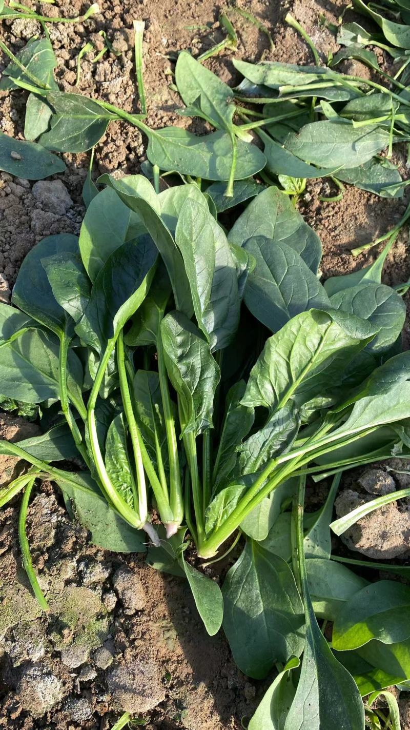 菠菜大叶菠菜火锅菠菜一手货源品质保证可视频欢迎下单