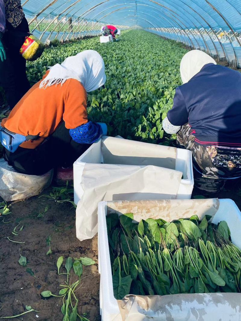 菠菜大叶菠菜火锅菠菜一手货源品质保证可视频欢迎下单