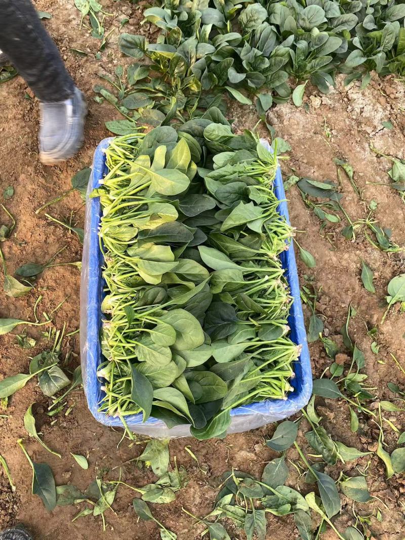 菠菜大叶菠菜火锅菠菜一手货源品质保证可视频欢迎下单