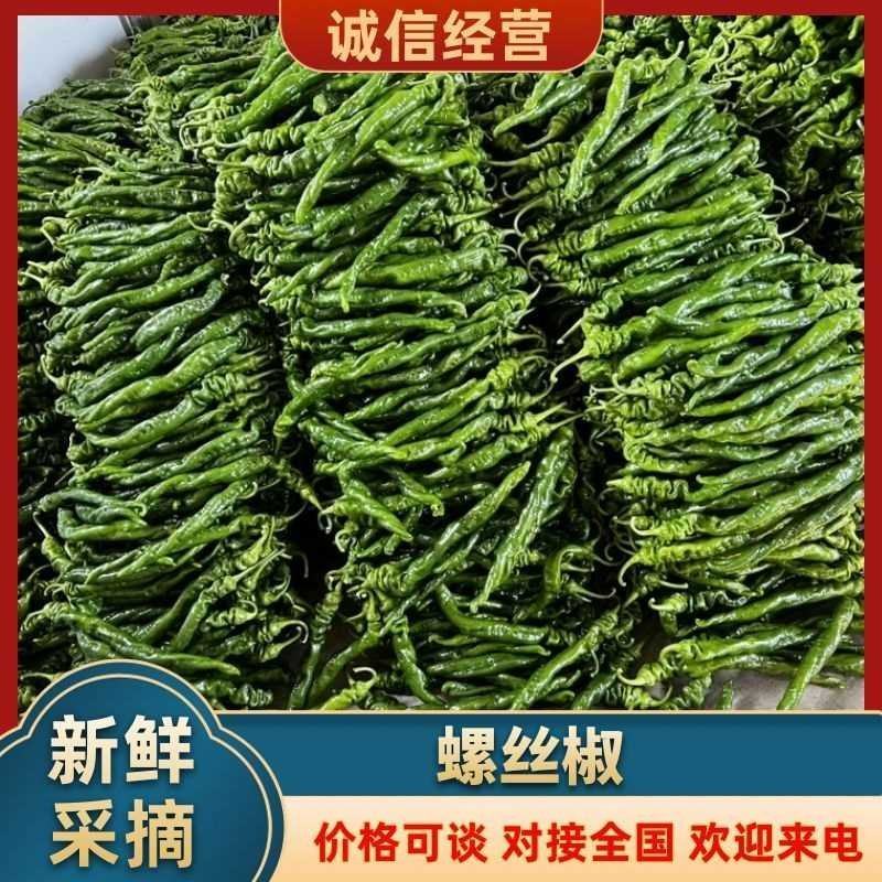 线椒螺丝椒鲜辣椒货源充足辣度适中新鲜采摘当天装车
