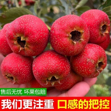 大金星山楂糖葫芦专用山楂
