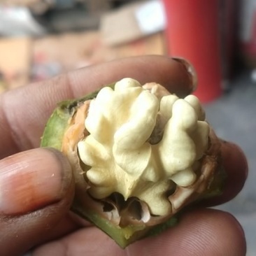 青皮，冷库礼品核桃湿核桃，承接电商商超代发代收，