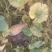 蜜本南瓜