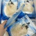 即食牙拣鱼翅300克/包