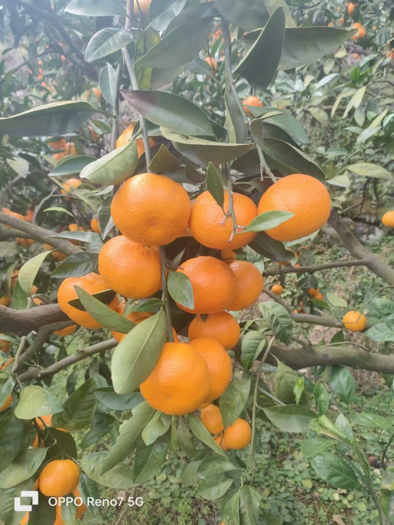湖北宜昌柑桔蜜橘皮薄肉细入口化渣果皮火红诚信经营