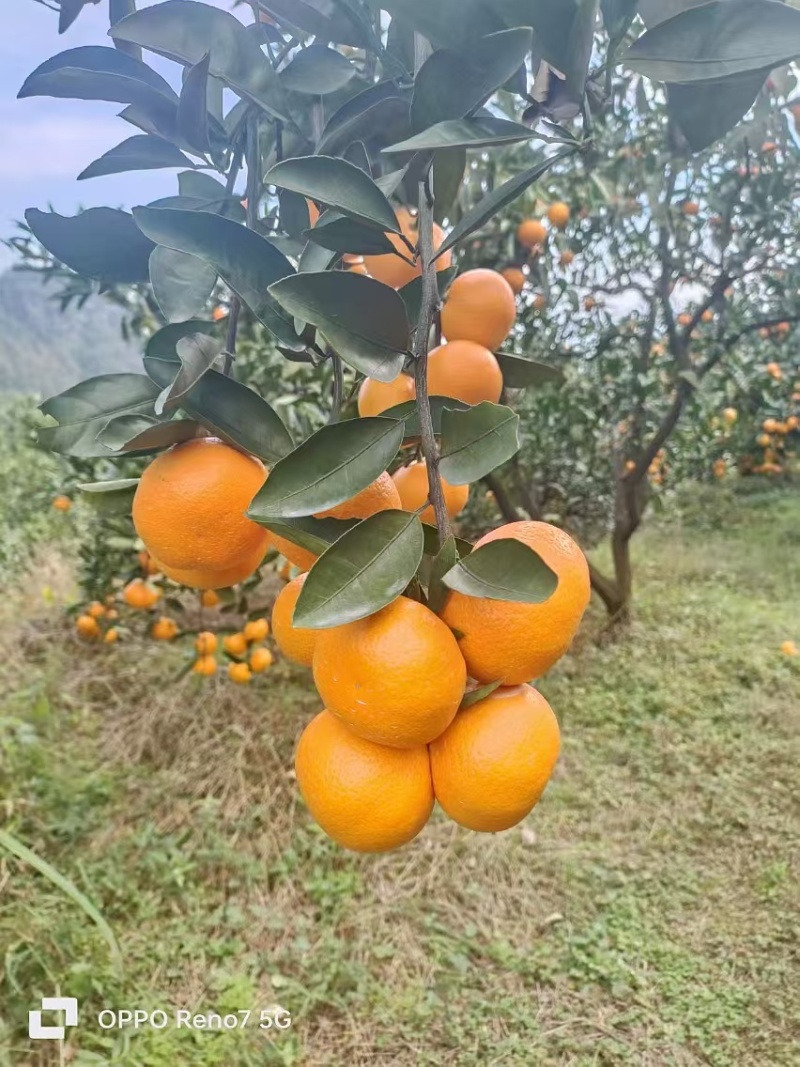 湖北高山精品蜜橘，产地代发全国，诚信为本品质保证欢迎采购