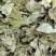 甜茶叶【包邮】三斤起发货可批量可零售量大从优