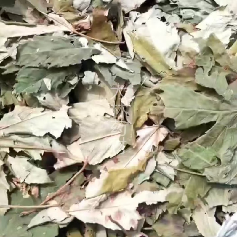 甜茶叶【包邮】三斤起发货可批量可零售量大从优