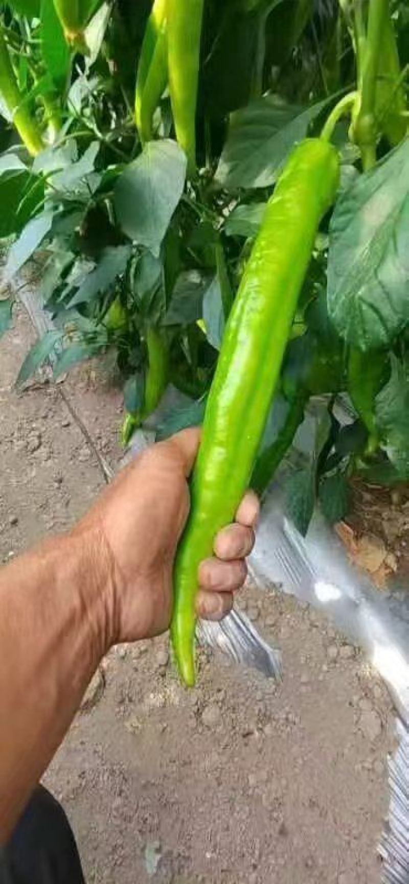 光亮顺直抗病大果羊角椒苗尖椒苗黄皮绿皮羊角椒苗