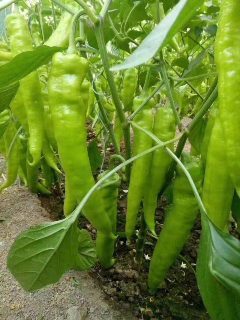 光亮顺直抗病大果羊角椒苗尖椒苗黄皮绿皮羊角椒苗