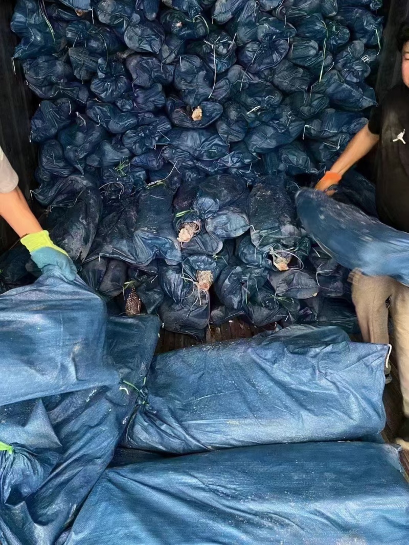 深海油甘鱼，别名马哈鱼，铁锅炖食材必备，11.5元一斤