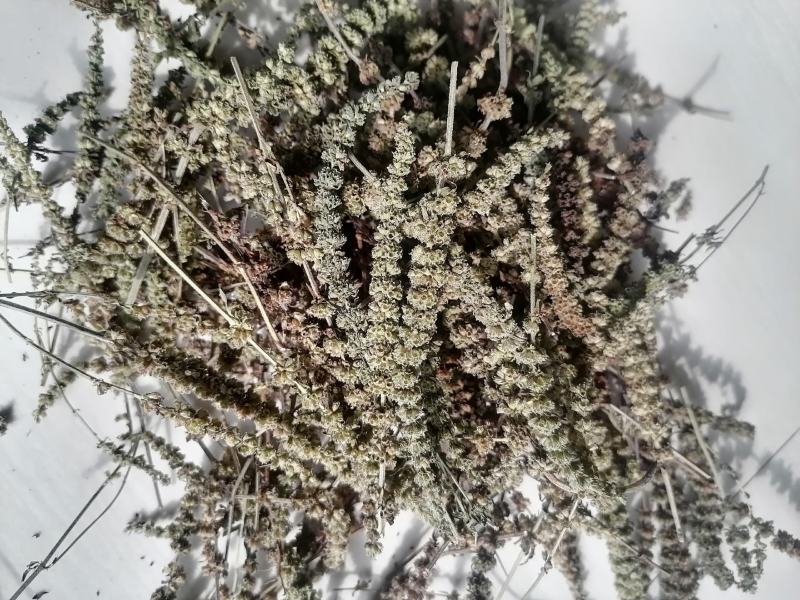 荆芥穗量大发货对接中药材市场原材料产地来电咨询