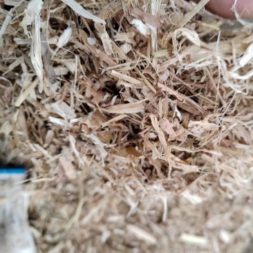 玉米秸杆柔丝小套袋玉米干货源充足，量大从优，河南新野发货