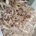 玉米秸杆柔丝小套袋玉米干货源充足，量大从优，河南新野发货