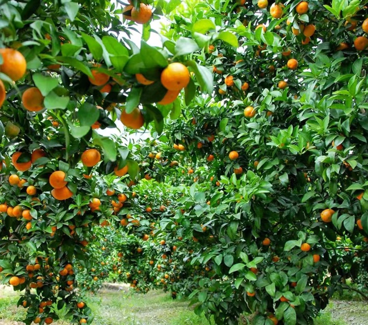 沙糖桔与蜜桔对比图