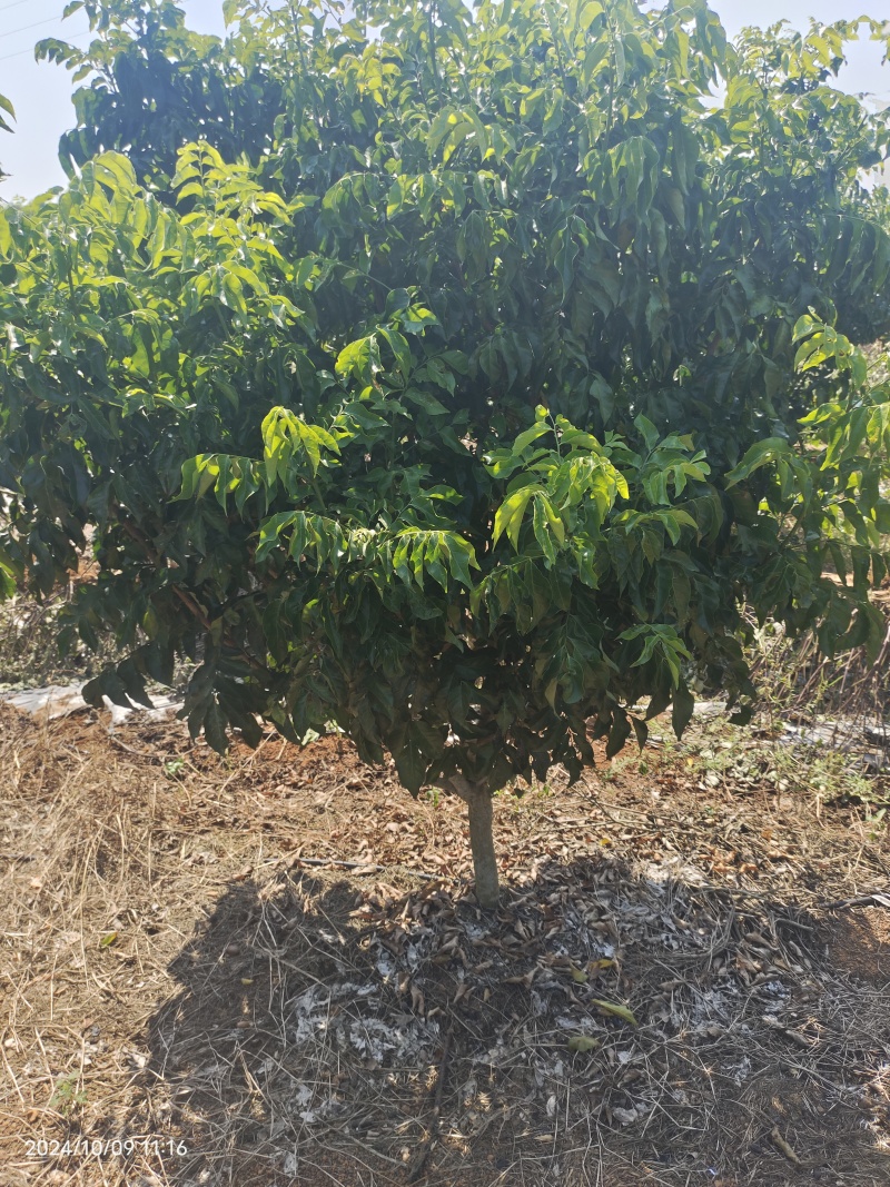 黑黄皮果树苗3-10公分地苗