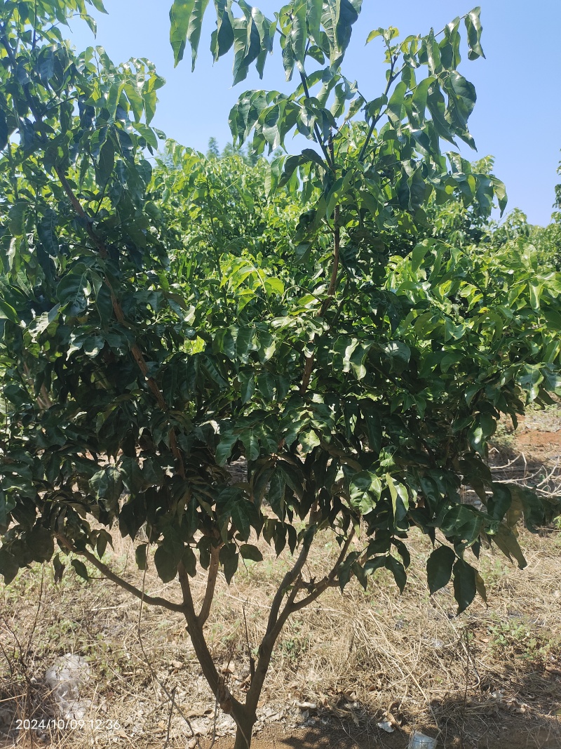 黑黄皮果树苗3-10公分地苗