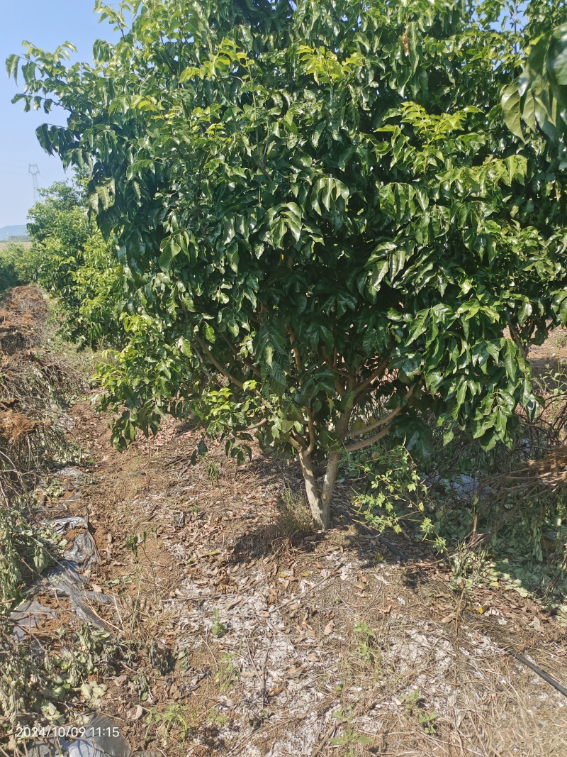 黑黄皮果树苗3-10公分地苗