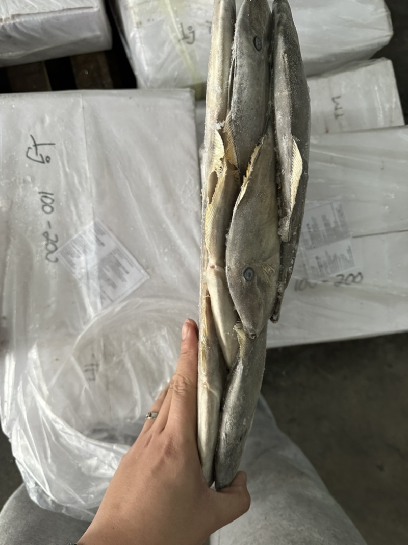 马面鱼100/200。剥皮鱼